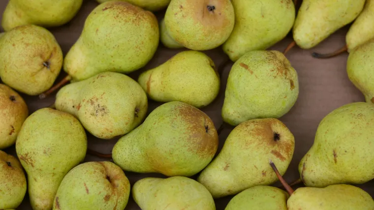 Stare sorte krušaka: upoznajte sorte domaćih krušaka