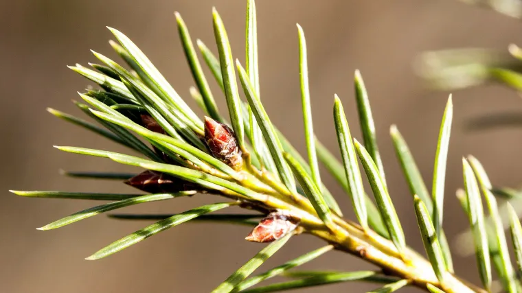 Smreka drvo: sva obilježja kvalitetnog crnogoričnog drva
