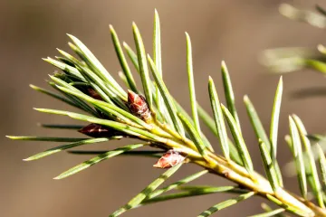 Smreka drvo: sva obilježja kvalitetnog crnogoričnog drva