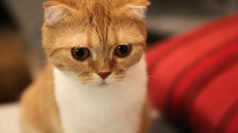 &Scaron;kotska mačka - mačka prepoznatljivih u&scaron;iju