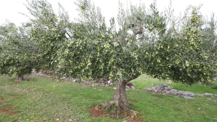 'Maslina je neobrana': u Istri kronično nedostaje radnika za berbu, uvjeti rada i više nego pristojni