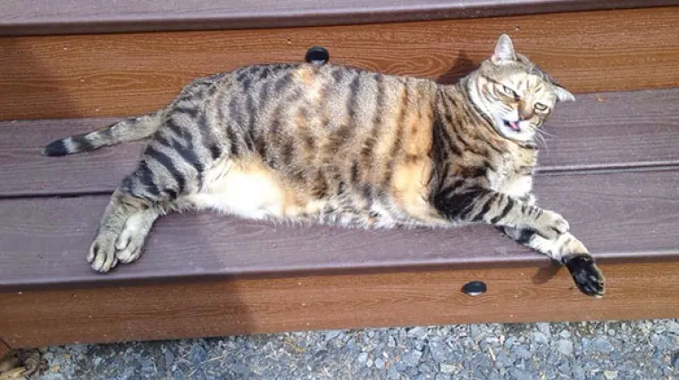 Tigraste mačke - strpljive, privržene kućne mačke