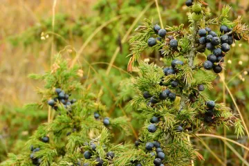 Klekove bobice: lijek iz prirode koji djeluje