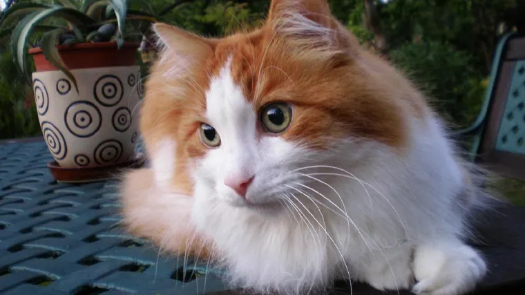 Turska angora - mačka koja voli miran život