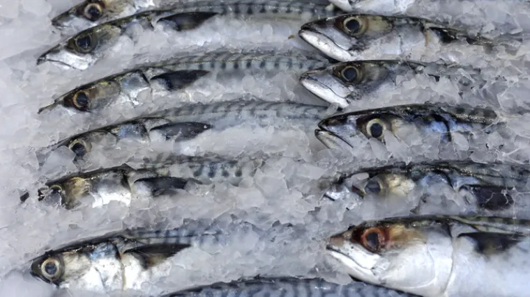 Analizom utvrđena prisutnost parazita