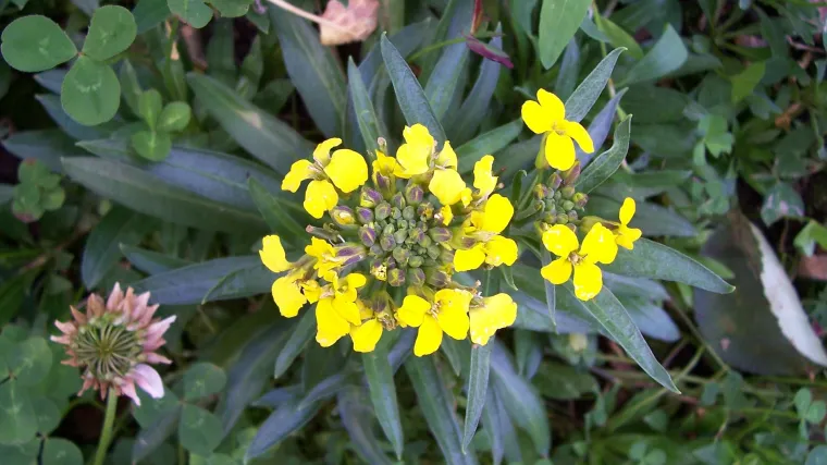 &Scaron;eboj cvijeće: uzgoj, sadnja i održavanje &scaron;eboja