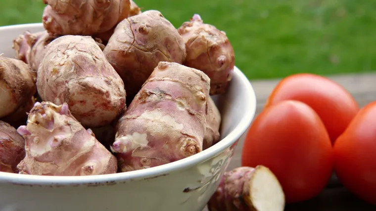 Čičoka: uzgoj, priprema i ljekovitost čičoke