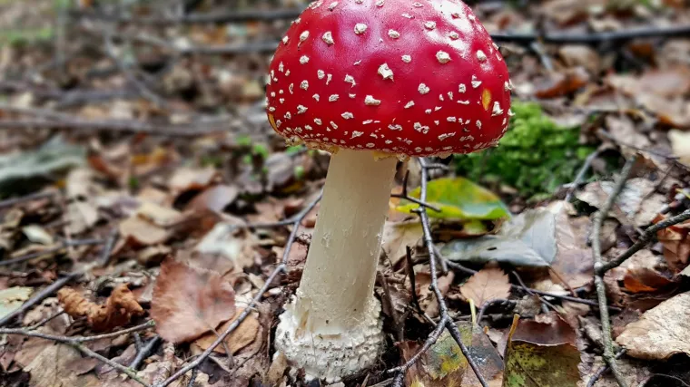 Gljiva muhara: jedna od najotrovnijih gljiva na svijetu