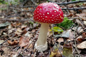 Gljiva muhara: jedna od najotrovnijih gljiva na svijetu