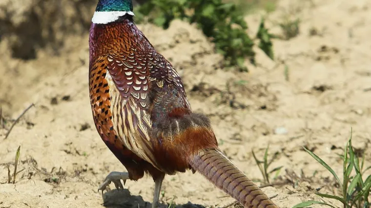Stonski vijećnik žali se na fazane koji su mu pojeli grožđe: 'Neću se imati od čega napiti'