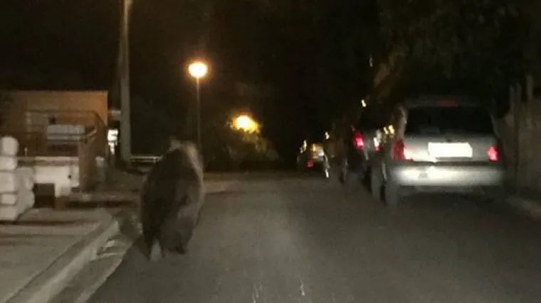 Neobičan susret u Noći vje&scaron;tica: medo težak 200 kg pro&scaron;etao Crikvenicom!