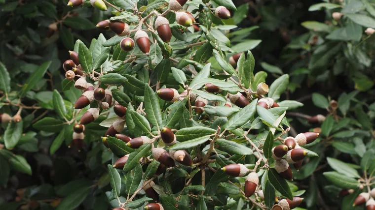 Hrast crnika - hrast mediteranskog područja