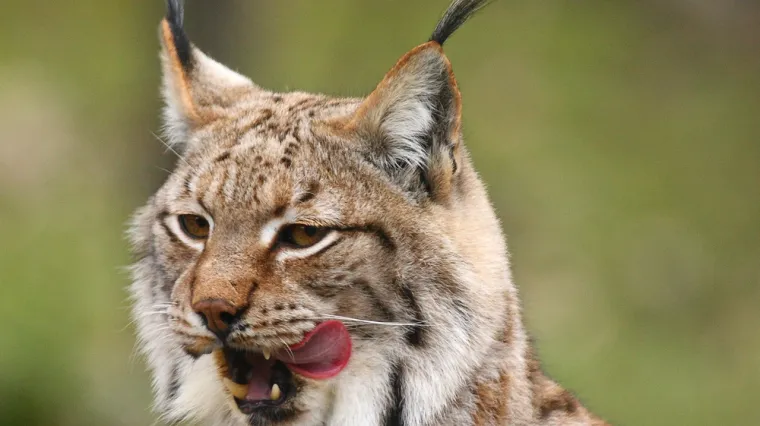 I maksimirske brkonje i bradonje obilježavaju Movember