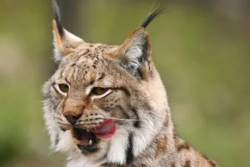 I maksimirske brkonje i bradonje obilježavaju Movember