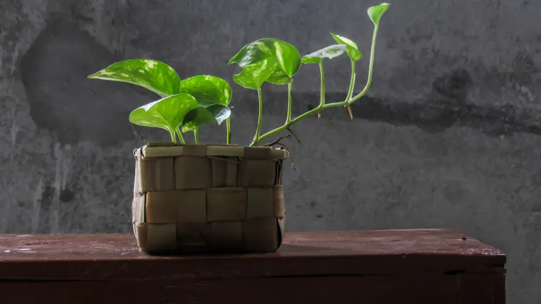Zlatni puzavac - biljka koja smanjuje koncentraciju štetnih tvari