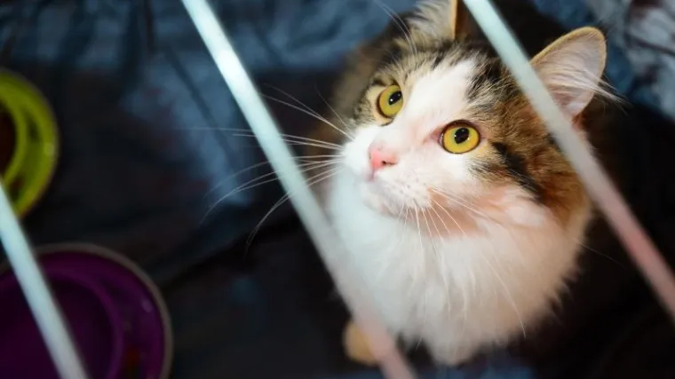 Mačje godine - koliko mačke imaju 'ljudskih godina'?