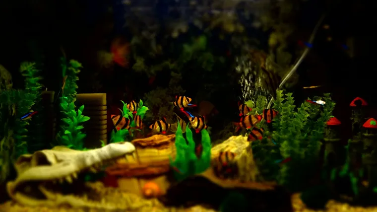 Akvarijsko bilje - zeleni ukrasi akvarija