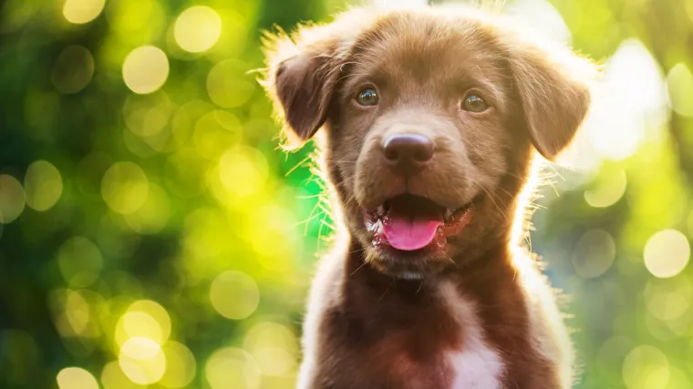 Znate li kako izračunati pseće godine?