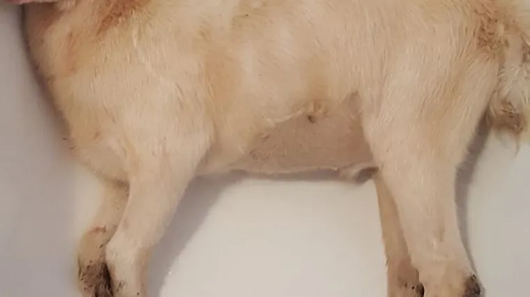 Divlja&scaron;tvo u Slavoniji: &scaron;tapom napao i brutalno ozlijedio jare jer mu je do&scaron;lo u dvori&scaron;te