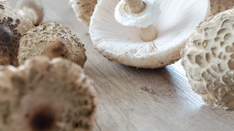 Kako čuvati suhe vrganje: savjeti za čuvanje vrganja