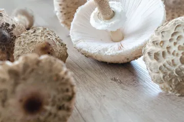 Kako čuvati suhe vrganje: savjeti za čuvanje vrganja