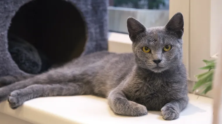 Znate li kako pripitomiti mačku?