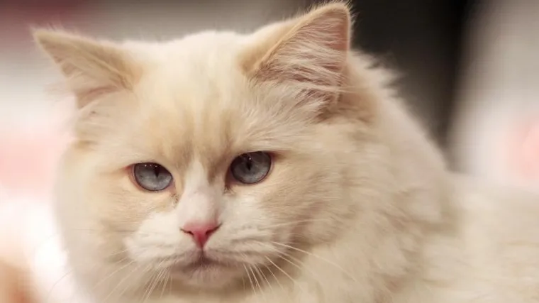 Kako hraniti mačku - naučite kako pravilno hraniti mačku