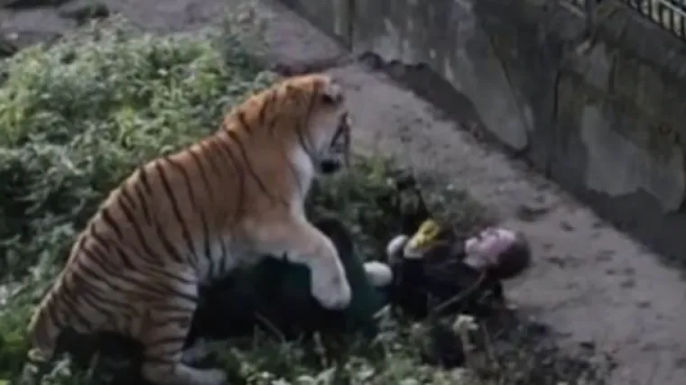 Tigar zaskočio i napao timariteljicu: te&scaron;ko ozlijeđenu ženu spa&scaron;avali posjetitelji zoolo&scaron;kog vrta