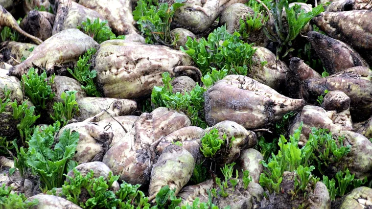 Čuvanje cikle: savjeti za skladištenje cikle za zimu