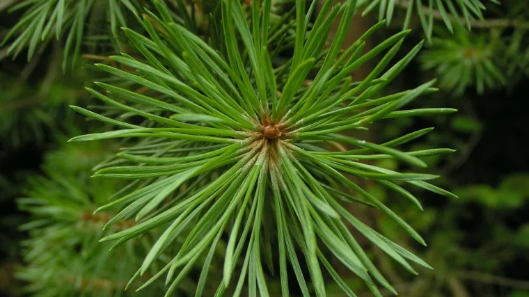 Četinjače u teglama: savjeti za uzgoj četinjača