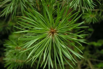 Četinjače u teglama: savjeti za uzgoj četinjača