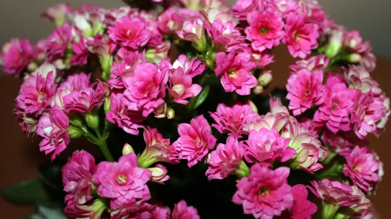 Kalanhoa održavanje - kako održavati kalanhou