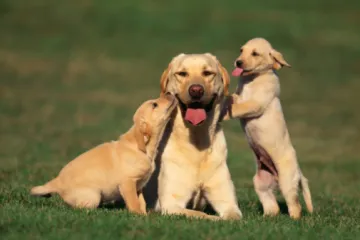 Znate li koliko dugo žive labradori?