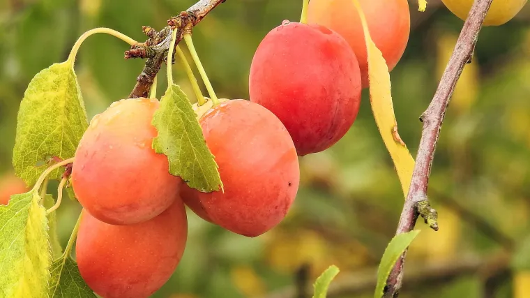 Crvenolisna &scaron;ljiva - &scaron;ljiva slatkog ploda