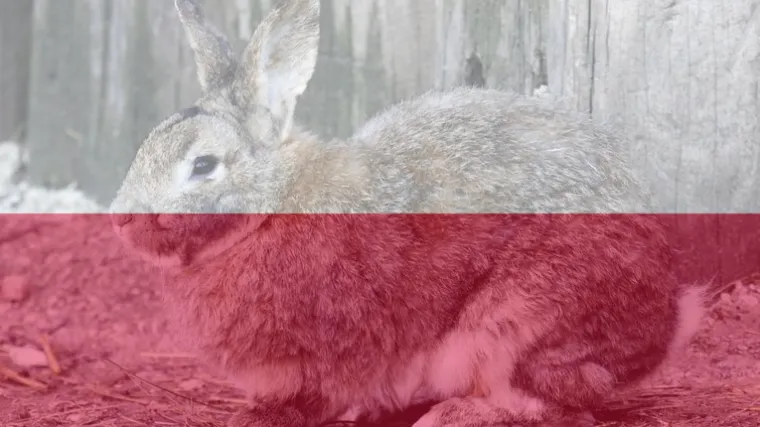 'Ako ikad želite postati roditelji, slijedite primjer zečeva': poljska vlada pozvala građane da se razmožavaju poput zečeva