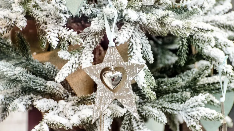 Srebrna smreka ili bodljikava smreka: omiljeno božićno drvce
