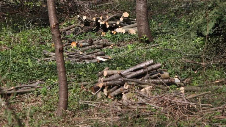 'Pokradena' &scaron;uma kod Cetingrada: 56-godi&scaron;njak prijavio poznanika da je ilegalno posjekao vi&scaron;e od 500 stabala