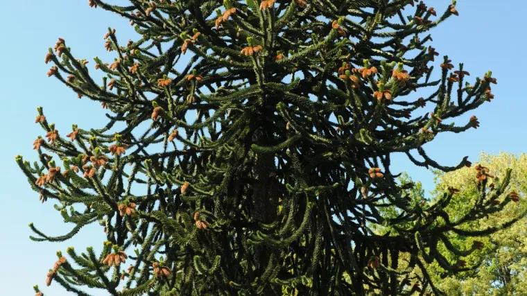 Čileanski bor - egzotično stablo neobičnog izgleda