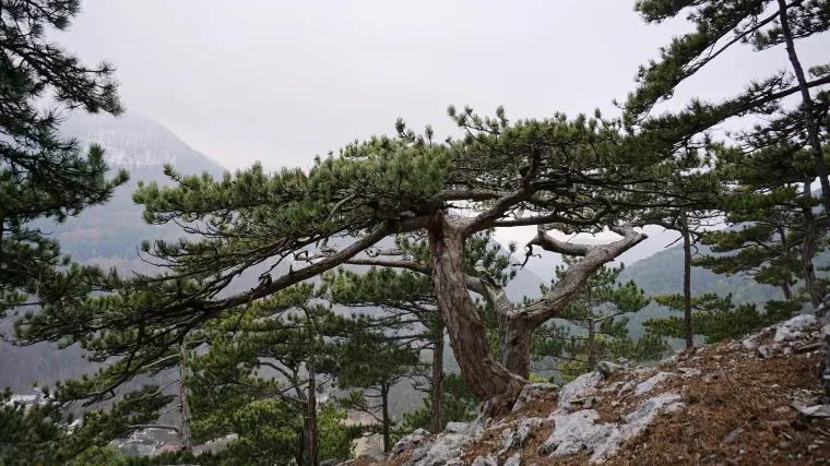 Dalmatinski crni bor - autohtono crnogorično drvo Dalmacije