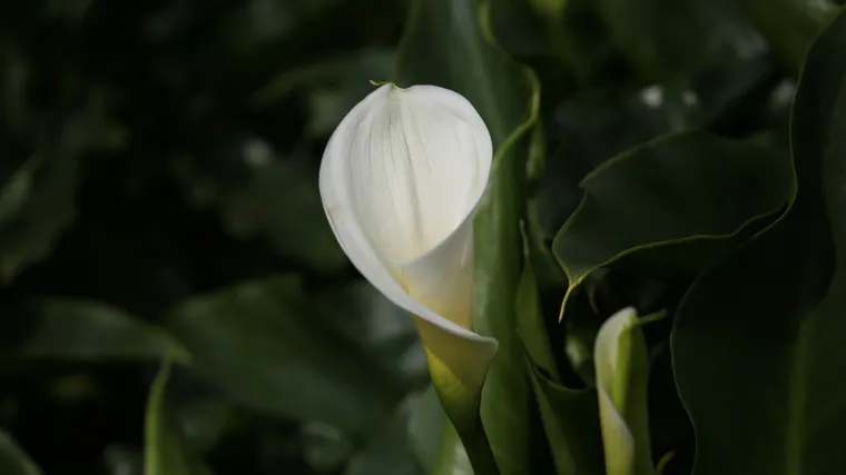 Vodeni kozlac: strogo zaštićena biljna vrsta