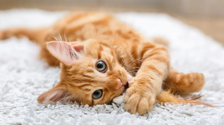 Kome slijedi kazna? Mačka pustila preglasnu glazbu, susjedi poludjeli i zvali policiju