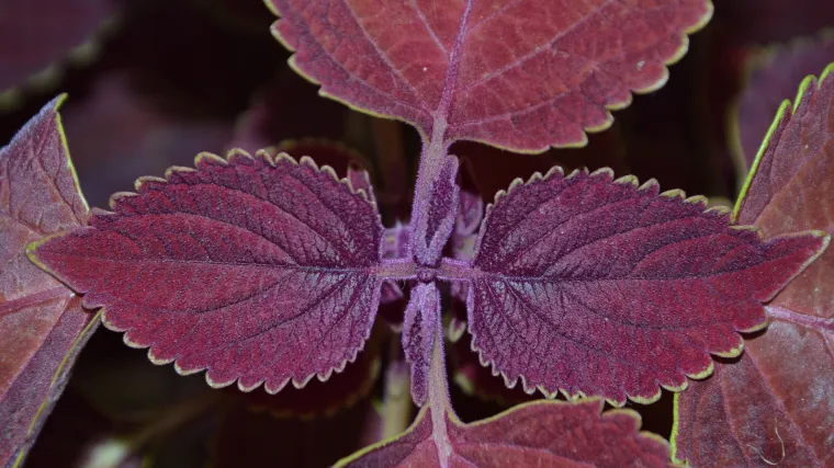 Crna kopriva: ljekovita svojstva crne koprive