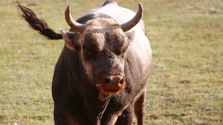 Bik odlutao, lopovi ga ubili, odrali i skinuli meso