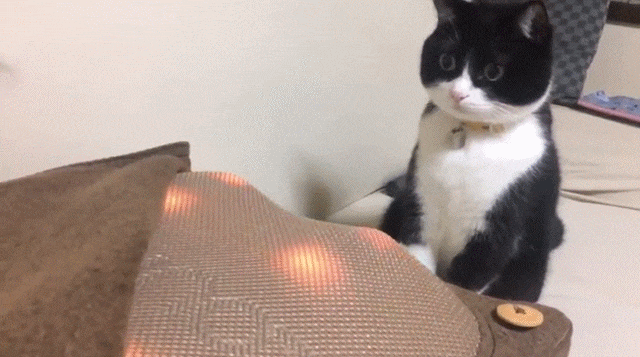 Kako hipnotizirati mačku