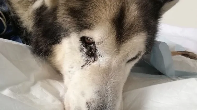 Uginuo pas Felix kojega je vlasnik brutalno premlatio jer je htio pobjeći: 'Oprosti &scaron;to nikada nisi imao čovjeka koji je tvoju ljubav zaslužio'