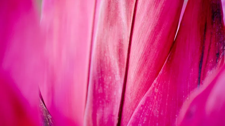 Australska kordilina: egzotično sobno bilje