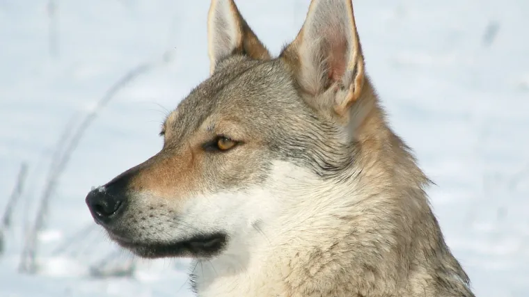 Pas vuk - &scaron;to sve trebate znati o mje&scaron;ancu psa i vuka?