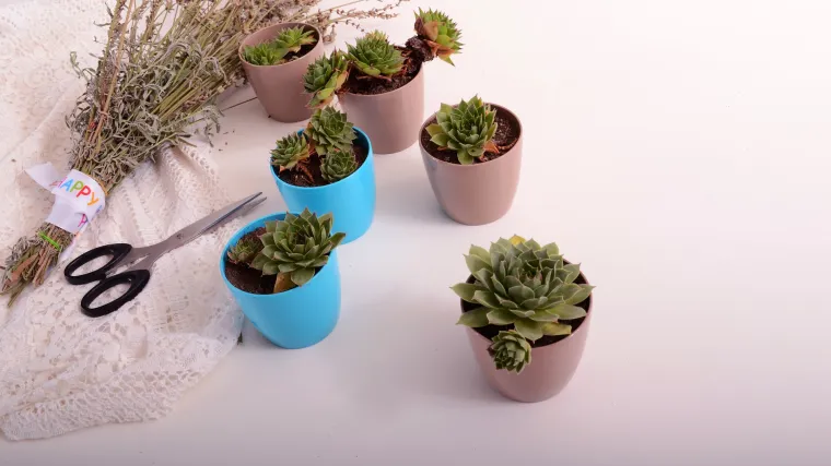 Biljke za zimski vrt: najljep&scaron;e biljke koje uspijevaju zimi