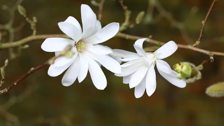 Zvjezdasta magnolija: savjeti za uzgoj i održavanje