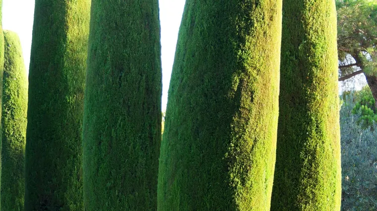 Vrste čempresa - znate li koje sve vrste čempresa mogu krasiti vaš vrt?